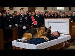 Je ne pensais pas que je pleurerais autant… Pas devant tout le monde. Mais  quand Rex, le chien policier à la retraite, a sauté dans le cercueil de son  maître… plus rien n’a pu retenir mes larmes. 💔🐾, ...