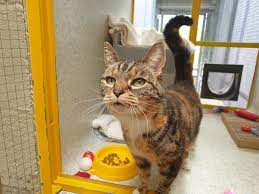 Cats Protection Exeter Axhayes Adoption Centre Home Facebook