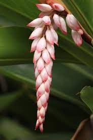 Pin On Flowers Tropical