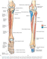 The quadriceps tendon on top of the kneecap and the patellar tendon on the underside of it make up what is known as the quadriceps mechanism. Muscles Of The Lower Limb Origin And Insertion Of Muscles
