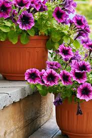 10 Front Door Plants That Will Give Your Entrance New Life In 2020 Front Door Plants Green Flower Pots Plants