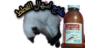 علاج اسهال القطط دون الذهاب الى طبيب youtube