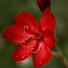Find out which types of flowers you can use at your wedding. 1