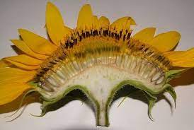 Pin By Rachael Lee Nelson On Flower Sunflowers Tumblr Flower Anatomy Sunflower