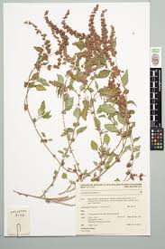 Image result for Amaranthus deflexus