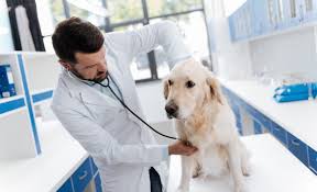 In the dog, most of these diseases unfortunately were grouped under in recent years, advanced diagnostic methods have permitted the recognition of new autoimmune blistering skin diseases in humans and. Autoimmune Disease In Dogs Causes Symptoms And Treatmet Options