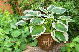 Piante da esterno in vaso resistenti al freddo. Piante Da Esterno Perenni In Vaso Per Outdoor Archzine It