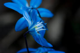 Bunga, bunga, bunga, bunga poppy merah muda dengan latar belakang biru, merangkai bunga, cabang png. Tulip Biru Wallpaper 1600x1063 Wallpaper Teahub Io