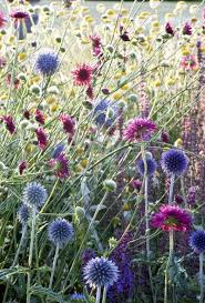 Pin On Gardening