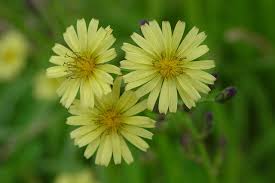 Image result for Commelina albescens