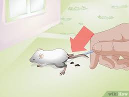A baby with its eyes closed however will still be nursing exclusively. 3 Ways To Save A Baby Wild Mouse Wikihow