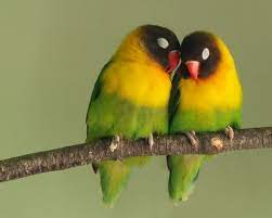 Community Post The 25 Most Romantic Animals That Ever Lived Cute Birds Pet Birds Pretty Birds