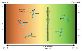 Isoelectric Focusing (Ief)