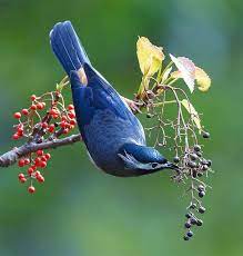3 白耳倒咬 bird pictures beautiful birds most beautiful birds