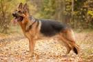 Choosing Between a Female vs. Male German Shepherd