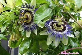 Con la popolarità di possedere un vitigno passiflora, non c'è da meravigliarsi che il nome comune per loro più fredda è la zona in cui vivi, più dovrai pacciare l'area. Tips For Taking Care Of Passion Flower Indoors In Winter Flowers Care Guide