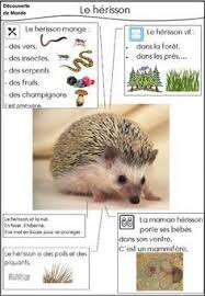 De Nombreuses Fiches Identit Animaux Documentaire Animaux Imagier Animaux Documentaire Animalier