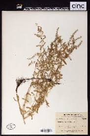 Image result for Ammannia baccifera