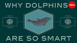 Mar 08, 2021 · with any necessary installation complete, run dolphin and click the gamecube controller dropdown. How Intelligent Are Whales And Dolphins Whale And Dolphin Conservation