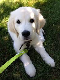 I was in an accident and it has made it so i cannot take care of him properly so i. Cream Golden Retriever Puppies Ohio News At Puppies Www Addlab Aalto Fi