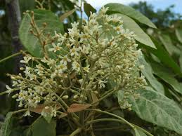 Image result for Aleurites