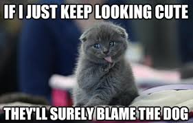 Cute Cat Quotes Appropriate Quotesgram
