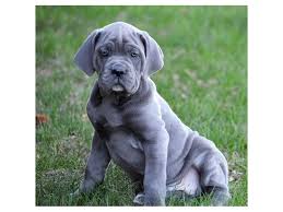 Something that will always be inside the puppy, many problems of vitamin contributions in growth Cane Corso Dog Male Blue 2079185 Petland Carriage Place
