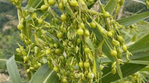 Image result for Coix lacryma-jobi