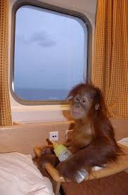 Adorable Baby Orangutan On A Flight To The Sanctuary Where It Will Be Cared For Baby Orangutan Orangutan Monkey World