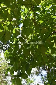 Image result for Cleistanthus schlechteri