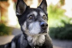 German shorthaired pointer may have more litter size than siberian husky. German Shepherd Husky Mix Is The Gerberian Shepsky For You Perfect Dog Breeds