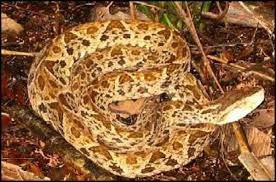Since the females commonly eat their mate after mating (as do many other spiders). Costa Rica Poisonous Venomous Spiders Snakes Other Insects Hubpages
