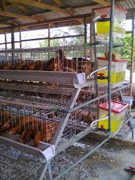 Look for ideas or just enjoy the impressive homes from around the. Country Chicken Farm House Design Poultry Farm Design Poultry Farm Poultry House