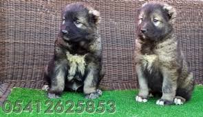 İskoçya da görme engelliler için kılavuz köpek olarak kullanılır.kolay eğitilir , zeki ve dikkatlidir.gösterişli ve güzel tüylere sahip oldukları için süs ve salon köpeği olarakta bilinir. Kafkas Coban Kopegi Fiyatlari 05412625843