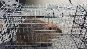 Maybe you would like to learn more about one of these? Beaver Trapping Illiana Wildlife Services