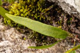 Image result for Lepisorus schraderi