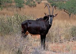 Maybe you would like to learn more about one of these? Top 10 Antelope Species In Africa