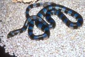 Blue Krait Spth Snake Sea Krait Sea Snake