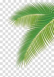 Arecaceae Leaf Euclidean Palm Leaf Green Palm Leaf Transparent Background Png Clipart Green Leaf Background Leaf Images Leaves Illustration