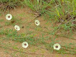 Image result for Merremia