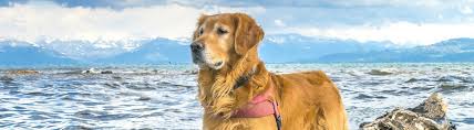 We did not find results for: Flying With A Large Dog Petrelocation