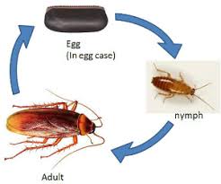 how to get rid of roaches 5 best