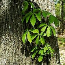 Chiggers are not super dangerous but they can be incredibly annoying and they do bite! Poison Ivy Chigger Myths Debunked The Adventureblog