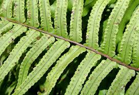 Image result for Nephrolepis