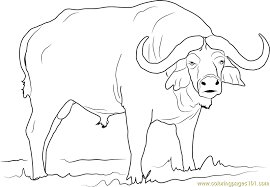 Check spelling or type a new query. Syncerus Caffer Coloring Page For Kids Free Buffalo Printable Coloring Pages Online For Kids Coloringpages101 Com Coloring Pages For Kids