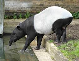 Page about the animals in indonesia, lists the different species grouped by order in indonesia. 20 Unique Wildlife Species You Must Not Miss In Malaysia Wanderwisdom