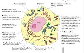 Start studying animal cell, animal cell. Centrioles Structure And Function Quizlet