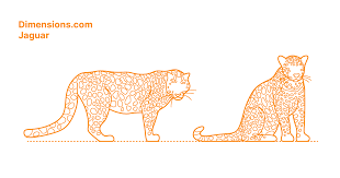 Jaguars, such as this one photographed at omaha's henry doorly zoo and aquarium in the mother stays with them and defends them fiercely from any animal that may approach—even their. Jaguar Dimensions Drawings Dimensions Com