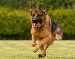 Jennifer lin shared a link to the group: å¾·å›½ç‰§ç¾ŠçŠ¬ç™¾ç§' å¾·å›½ç‰§ç¾ŠçŠ¬ä»‹ç» æŸ¥ç‹—ç½' ç‹—ç‹—ç™¾ç§'