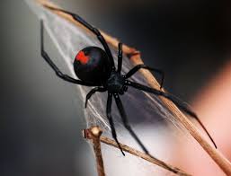 One of the scariest insects ever existed. Black Widow Spider Found On Christmas Tree At Grocery Store New York Daily News
